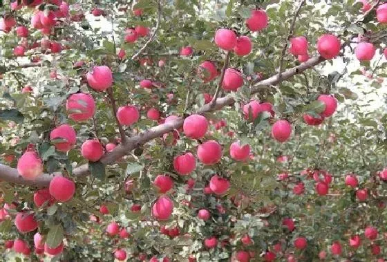 植物寓意|烟台的市花是什么花 意义是什么
