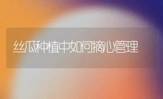 丝瓜种植中如何摘心管理 | 植物种植百科