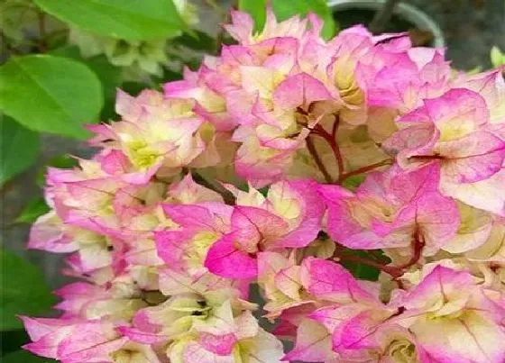 不开花|三角梅枝叶茂盛为啥不开花（盆栽三角梅不开花原因及处理）
