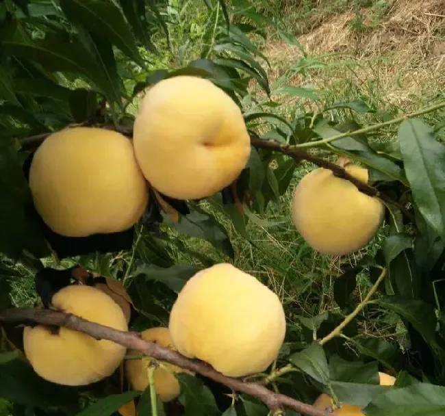 果实科普|黄金蜜4号桃品种介绍（什么时候成熟，适合种植地区）