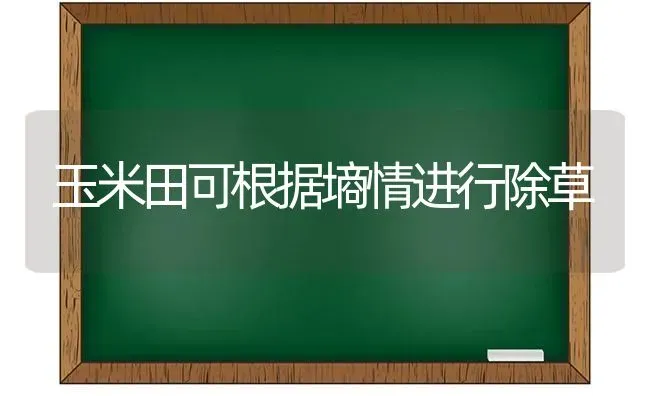 玉米田可根据墒情进行除草 | 粮油作物种植