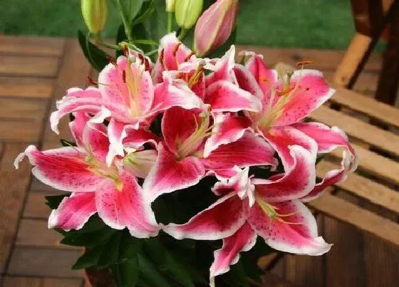 种植管理|百合花几月份种植最好 什么时候种植最合适