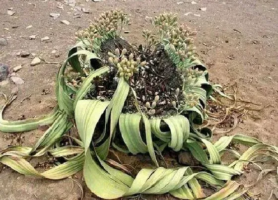 植物排行|生命力顽强的植物有哪些
