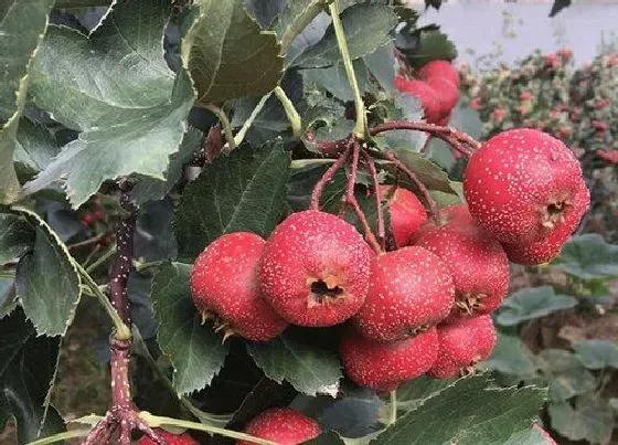 开花时间|山楂树几月份开花结果