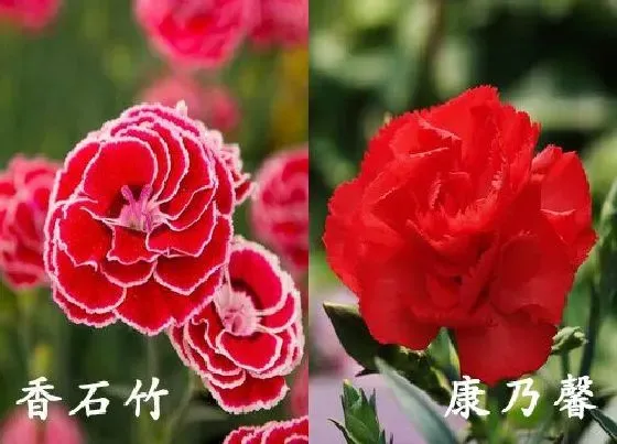 植物种类|香石竹和康乃馨是一种花吗