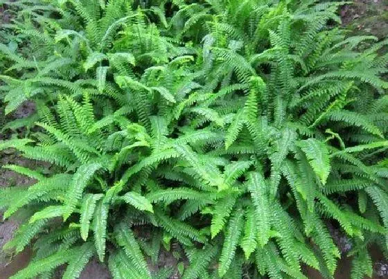 植物种类|肾蕨是种子植物吗