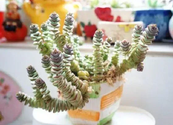植物百科|钱串开花吗 开花什么样子