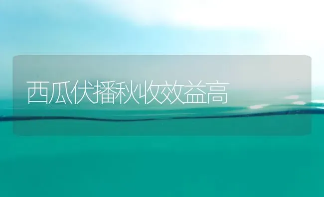 西瓜伏播秋收效益高 | 瓜果种植