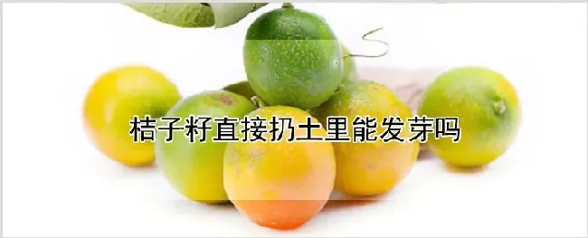 桔子籽直接扔土里能发芽吗 | 种植资料