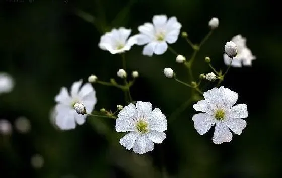 植物香味|满天星有香味吗 香味是什么味道的