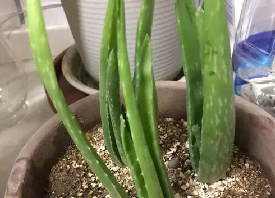 植物排行|发光植物有哪些