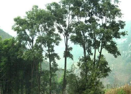 植物种类|椿树是什么树 属于苦木科的落叶乔木