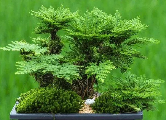 植物排行|生命力顽强的植物有哪些