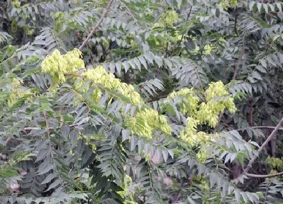 植物种类|椿树是什么树 属于苦木科的落叶乔木