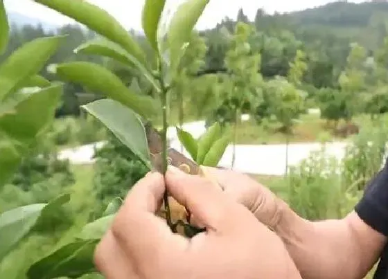 植物修剪|小果树怎么修剪方法