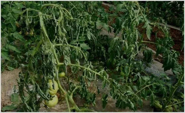 茄果类蔬菜青枯病的综合防治方法 | 种植病虫害