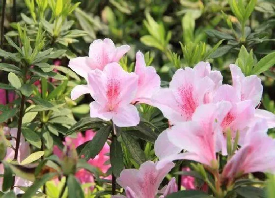 植物种类|杜鹃花是草本还是木本