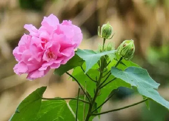 颜色花|木芙蓉花是什么颜色的