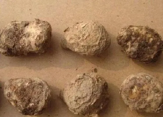 种球|彩色马蹄莲种球保存方法与种植时间