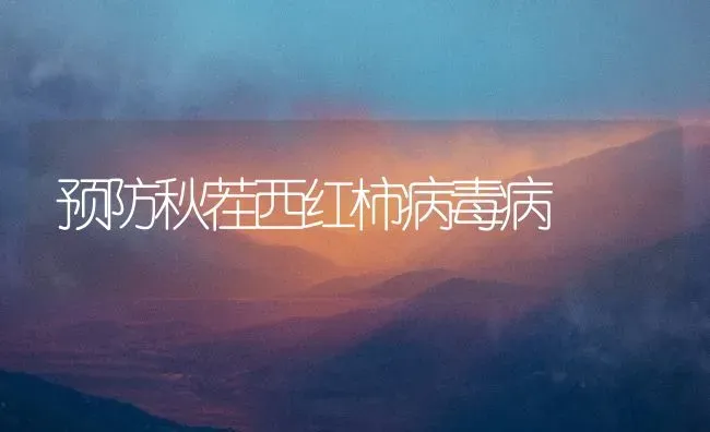 预防秋茬西红柿病毒病 | 蔬菜种植