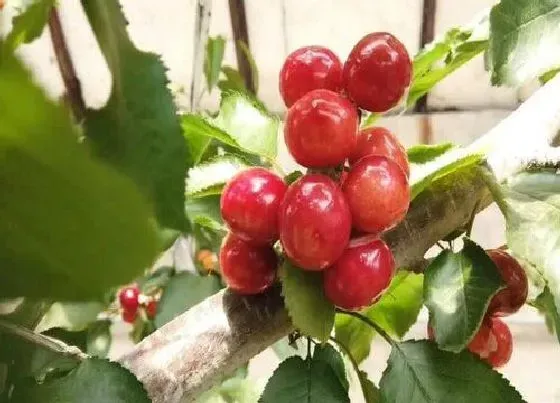 植物修剪|樱桃什么时候剪枝最好