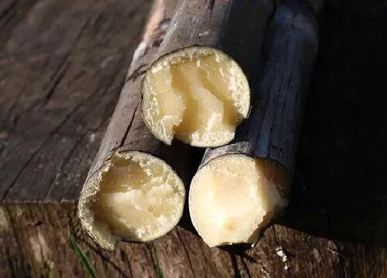 种植管理|北方甘蔗几月份种植最好 种植时间和方法