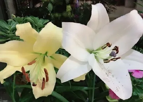 颜色花|百合花什么颜色
