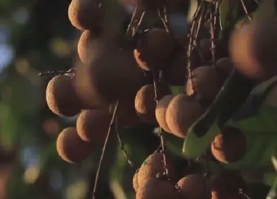 冬天植物|龙眼树耐寒吗