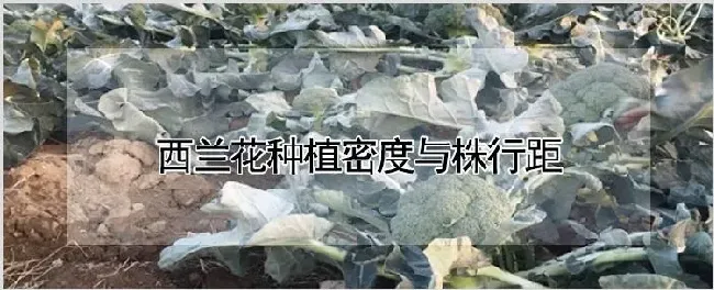 西兰花种植密度与株行距 | 耕种资料