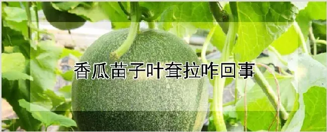 香瓜苗子叶耷拉咋回事 | 种植技术