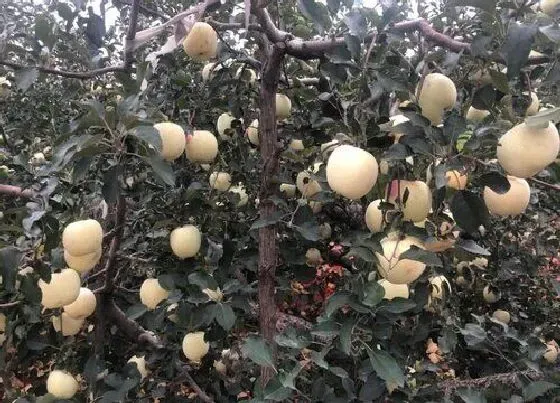 果实科普|山东栖霞苹果什么时候成熟上市 栖霞苹果价格多少钱一斤