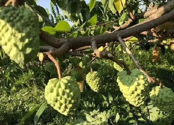 果实科普|释迦果几月份开花结果