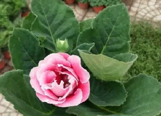 植物毒性|大岩桐有毒吗 可以放在室内养吗