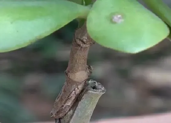 植物嫁接|玉树可以嫁接吗