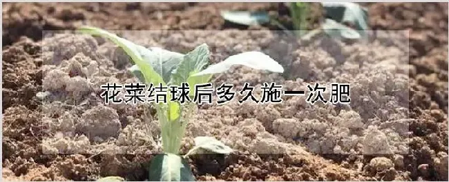 花菜结球后多久施一次肥 | 农业技术