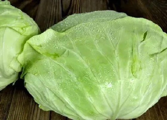 植物百科|包菜是大头菜吗 不是一个菜吗（有区别）