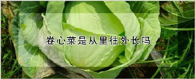 卷心菜是从里往外长吗 | 农业技术