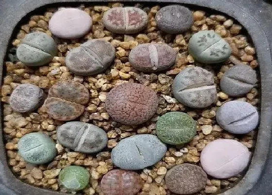 植物繁殖|石生花怎么繁殖方法和注意事项