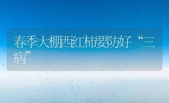 春季大棚西红柿要防好“三病” | 蔬菜种植