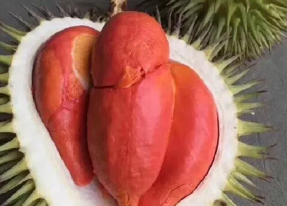 植物排行|榴莲什么品种最好