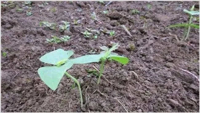 豇豆栽培技术 | 种植技术