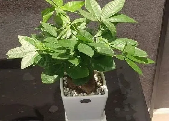 植物排行|种在水里的植物有哪些