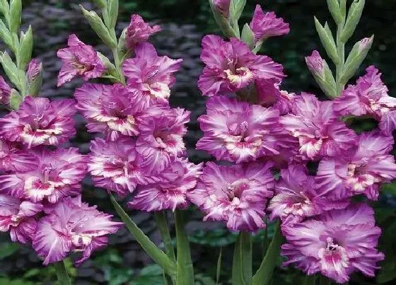 习性特点|剑兰的样子和特点描写