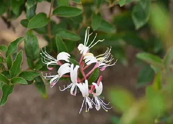 植物寓意|忍冬花的寓意和象征（忍冬的花语和象征意义）