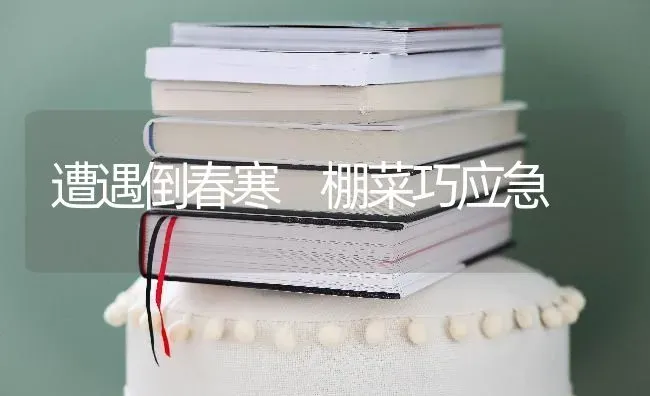 遭遇倒春寒　棚菜巧应急 | 蔬菜种植
