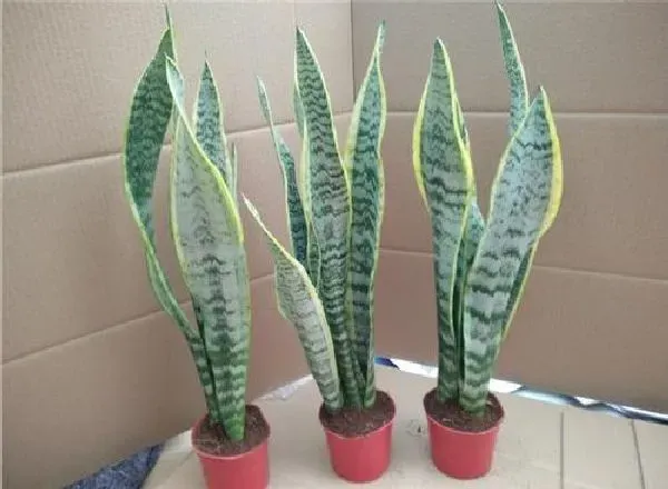 植物浇水|虎皮兰浇水的正确方法 浇水注意事项