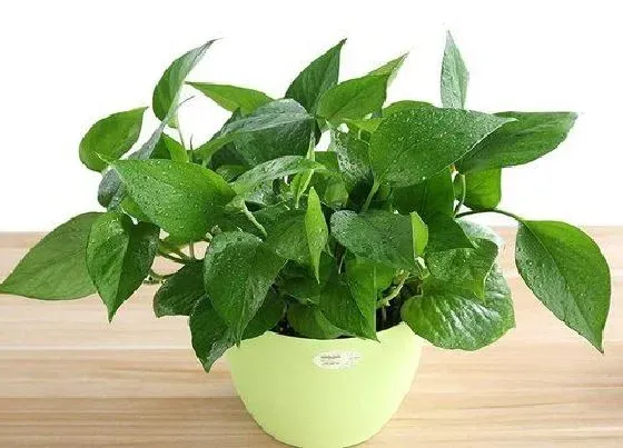 植物施肥|绿萝多久施一次肥 施肥用什么肥最好