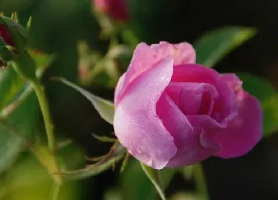 花朵|玫瑰花的特点