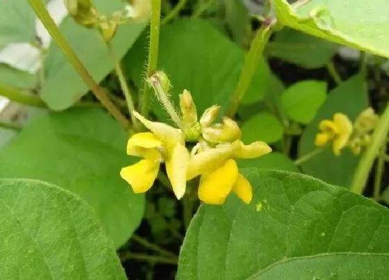 不开花|养花为什么不开花 养的花不开花是什么原因