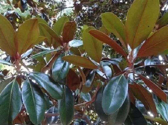 植物百科|橡皮树一年长多高 最高能长多高